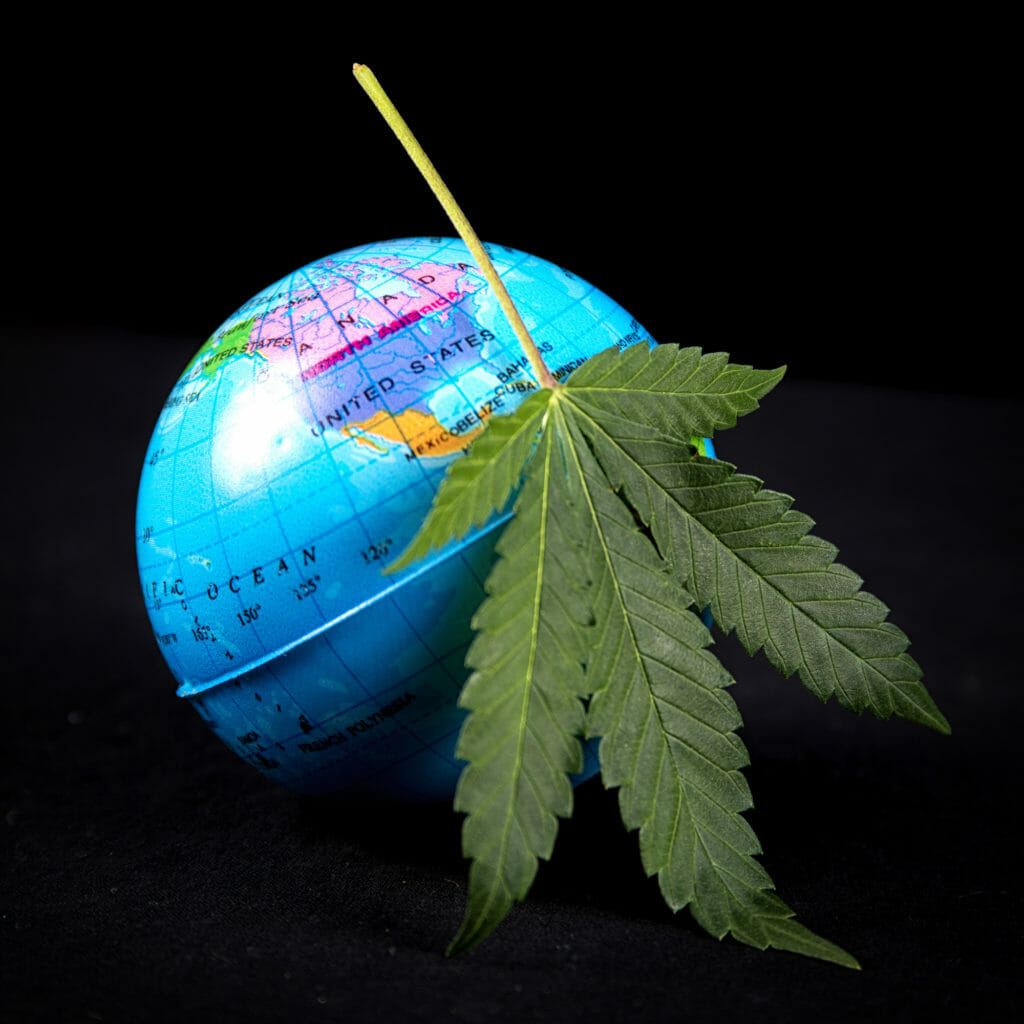 united nations marijuana cannabis