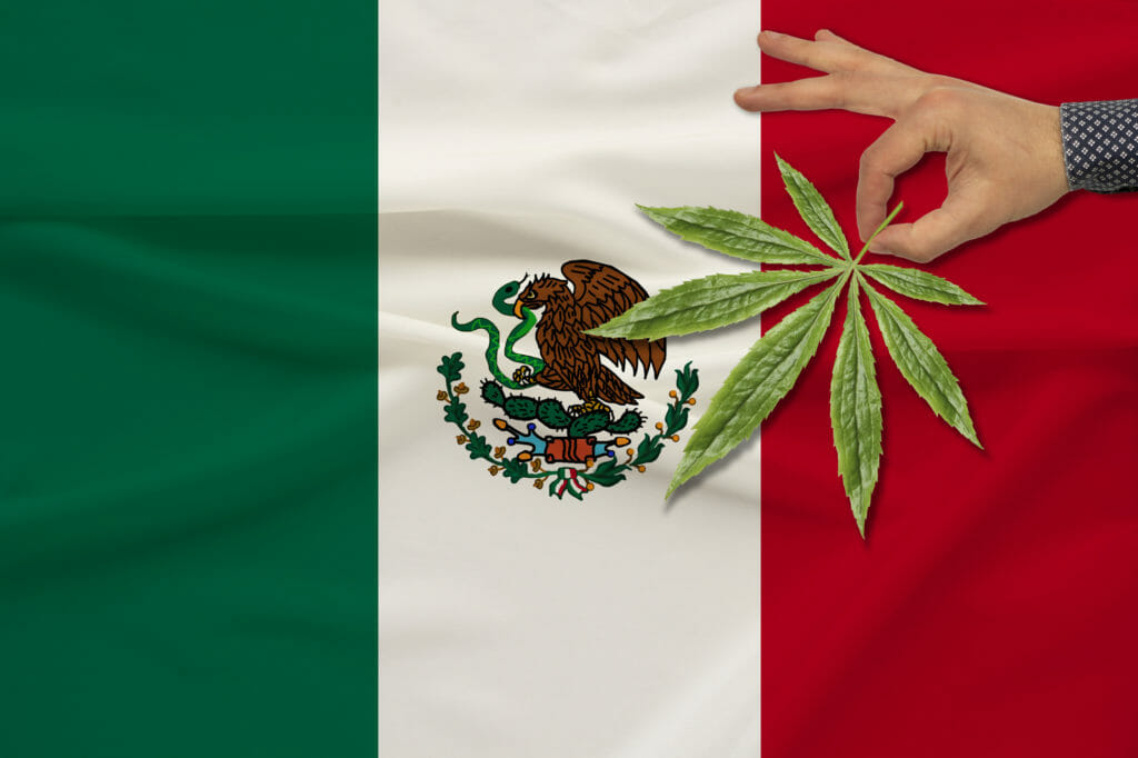 mexico cannabis