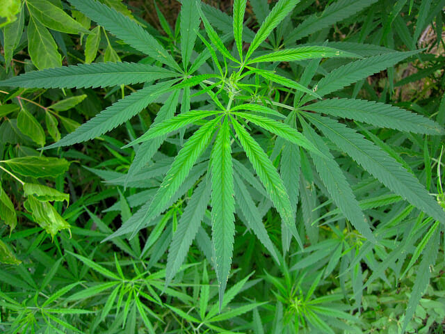 Medical marijuana and illinois