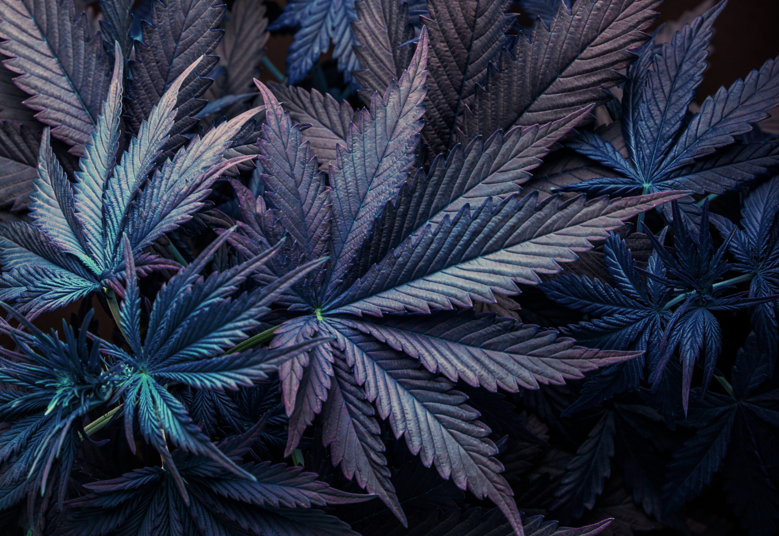 lila Cannabis Marihuana Blatt