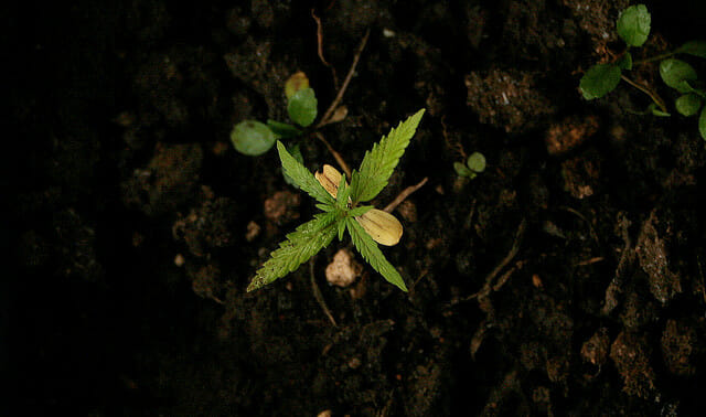 kleine Pflanze, die im Boden wächst