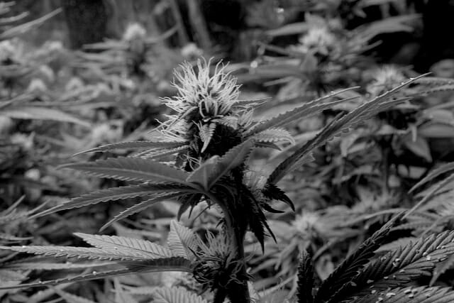 black and white picture of marijuana plants