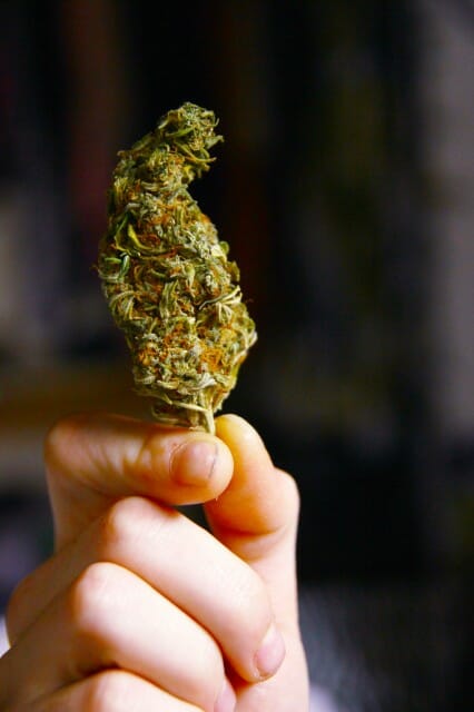 hand holding a large cannabis bud
