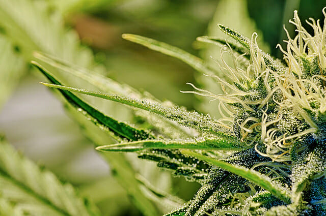 Nevada medical marijuana plant
