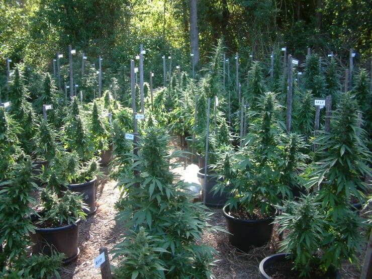 Cannabis Production