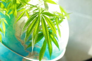 international cannabis trade