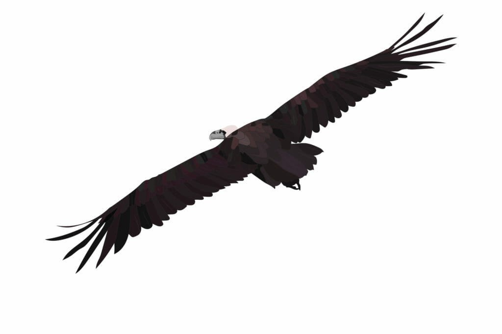 animation of a vulture