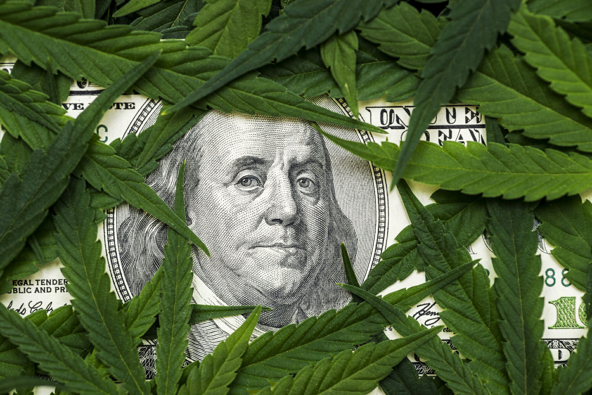 El rostro de Benjamin Franklin en el billete de cien dólares entre hojas de cannabis