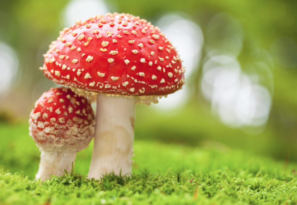 What’s the Deal with Amanita Muscaria?