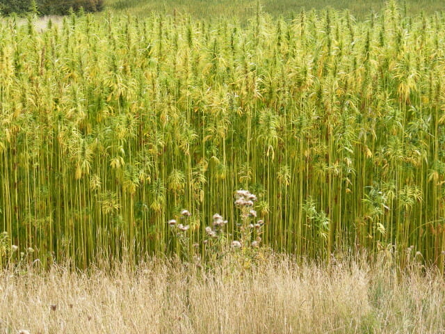 Hemp will soon be a beautiful thing for Oregon
