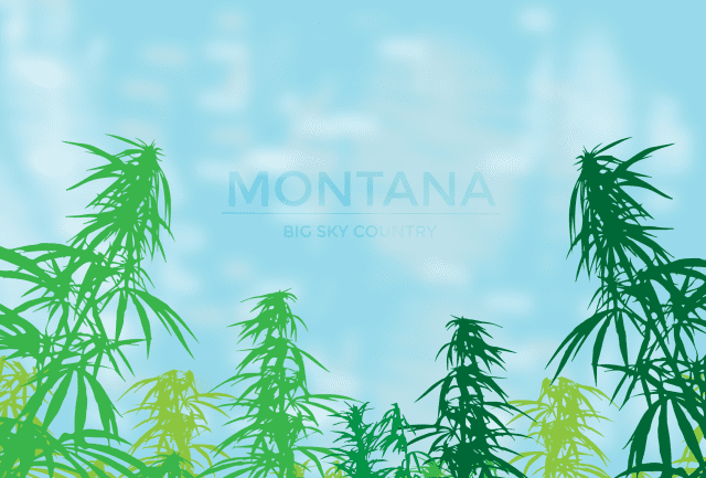 Montana and Marijuana