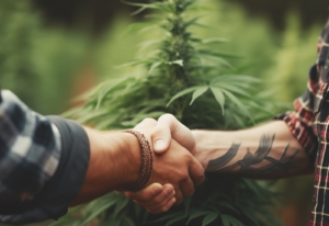 empresa conjunta de cannabis