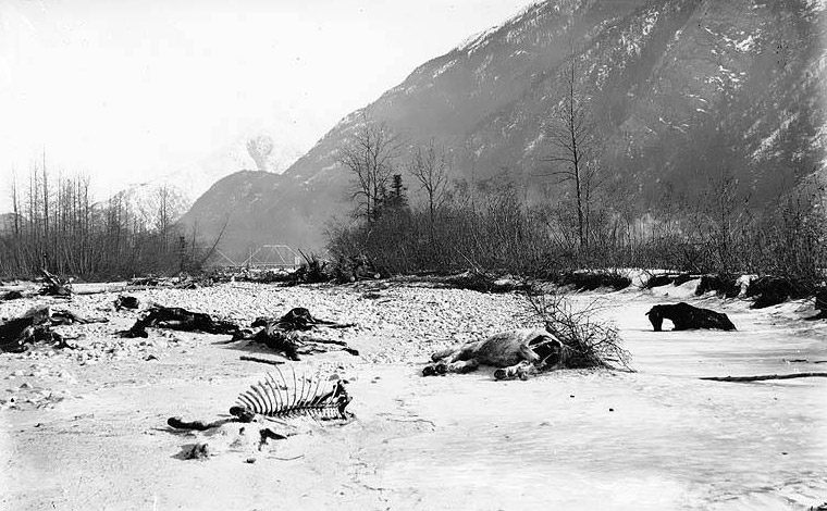dead horses in the white pass