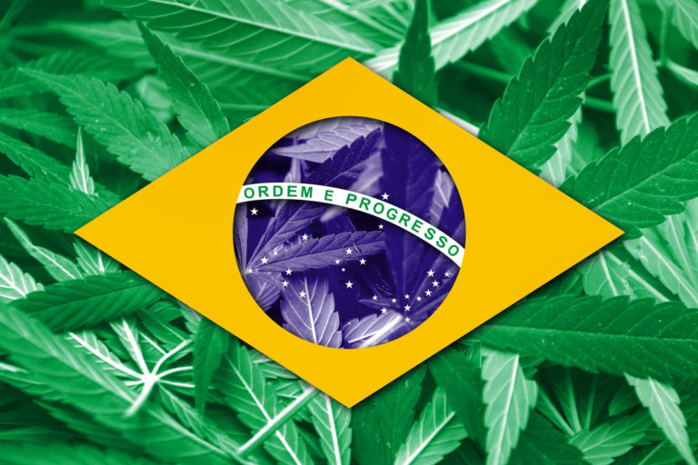 巴西大麻