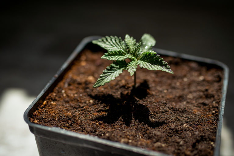 new yorker lizenz für cannabis-kleinstunternehmen