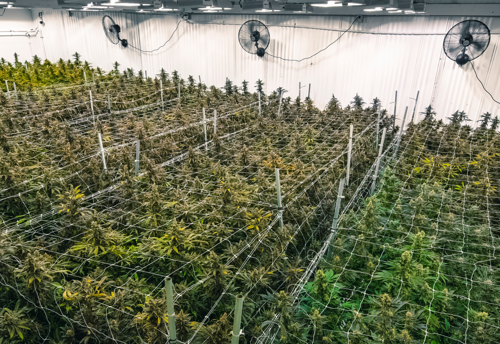 cannabis plants growing