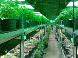 Oregon cannabis grow licenses