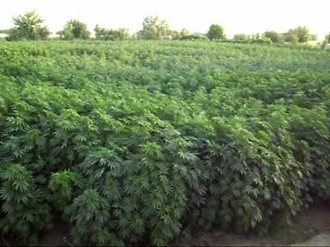 Oregon cannabis, as far as the eye can see? 