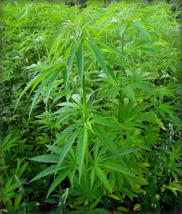 Washington Cannabis