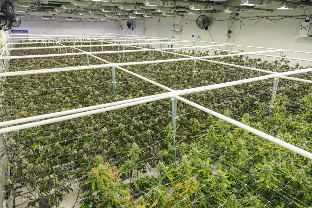 new yorker lizenz für den anbau von cannabis für erwachsene