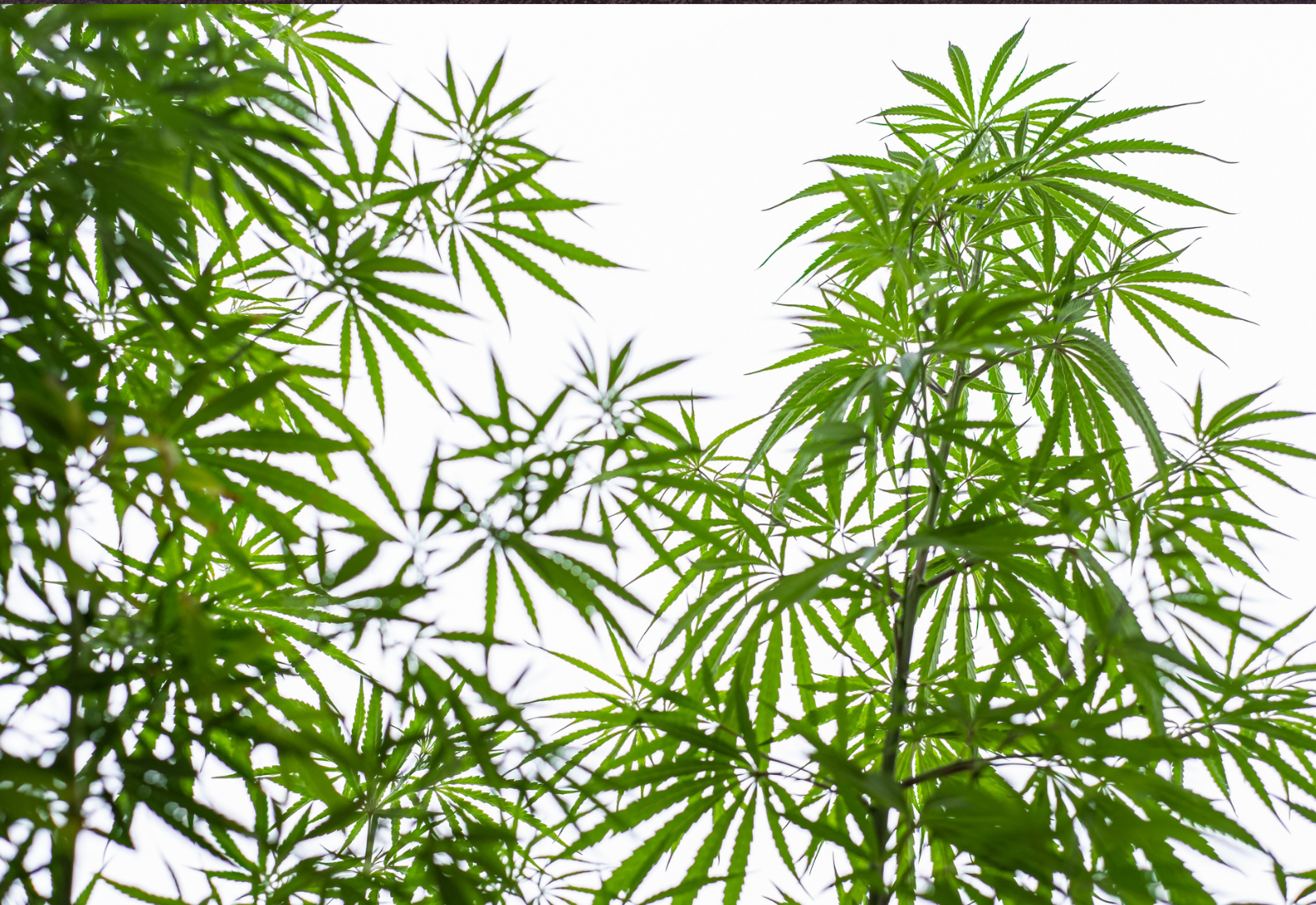 moratoria de licencias de cannabis en oregón