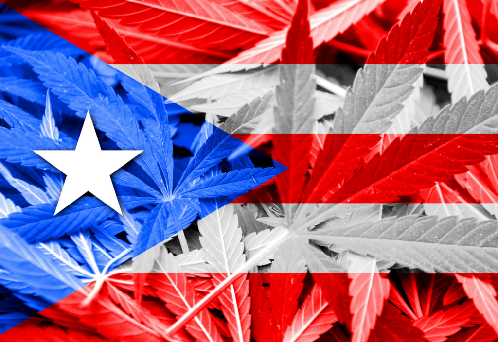puerto rico cannabis marijuana